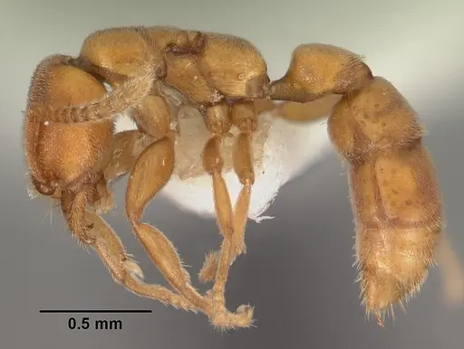 Xymmer muticus specimen CASENT0102213 image casent0102213_3