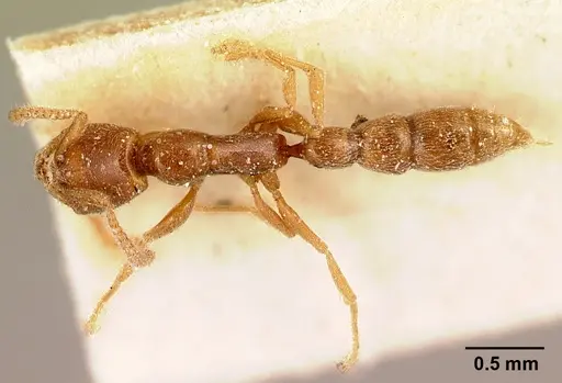 Xymmer muticus specimen CASENT0217322 image casent0217322_1