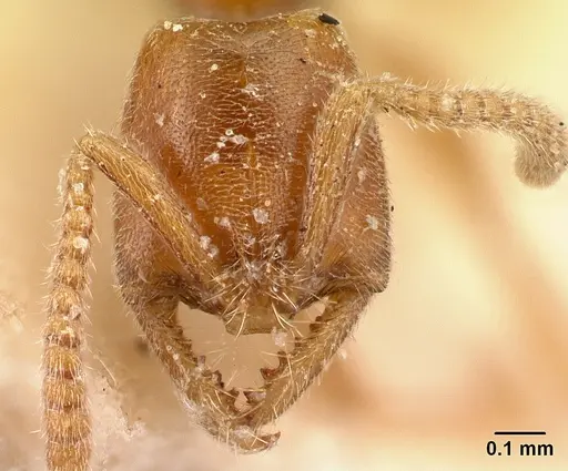Xymmer muticus specimen CASENT0217322 image casent0217322_2