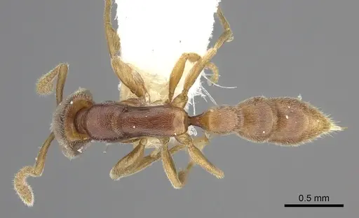 Xymmer muticus specimen CASENT0260450 image casent0260450_1