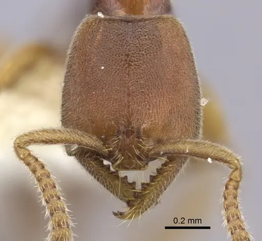 Xymmer muticus specimen CASENT0260450 image casent0260450_2
