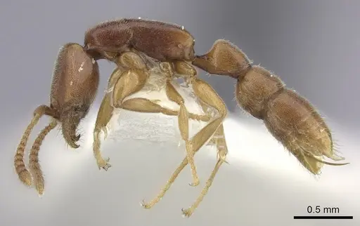 Xymmer muticus specimen CASENT0260450 image casent0260450_3