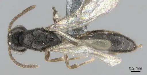 Xymmer muticus specimen CASENT0290261 image casent0290261_1