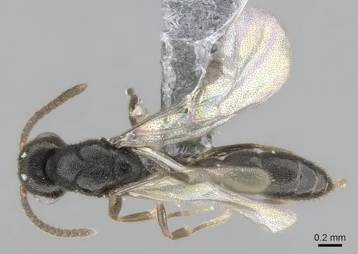 Xymmer muticus specimen CASENT0290261 image casent0290261_2