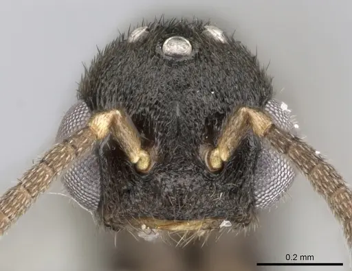 Xymmer muticus specimen CASENT0290261 image casent0290261_3