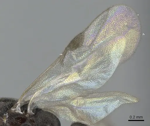 Xymmer muticus specimen CASENT0290261 image casent0290261_5