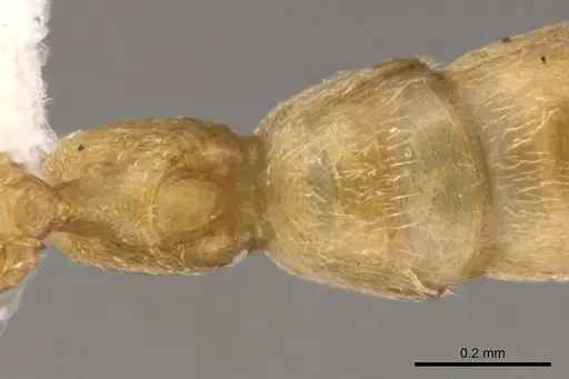 Xymmer muticus specimen CASENT0900330 image casent0900330_1