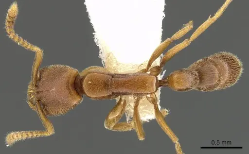 Xymmer muticus specimen CASENT0900331 image casent0900331_1