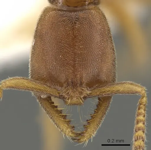 Xymmer muticus specimen CASENT0900331 image casent0900331_2