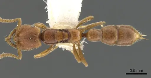 Xymmer muticus specimen CASENT0900332 image casent0900332_1