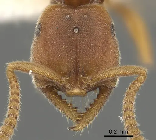 Xymmer muticus specimen CASENT0900332 image casent0900332_2