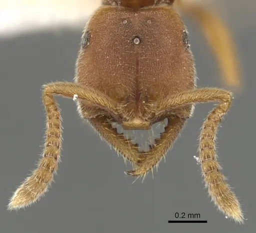 Xymmer muticus specimen CASENT0900332 image casent0900332_3