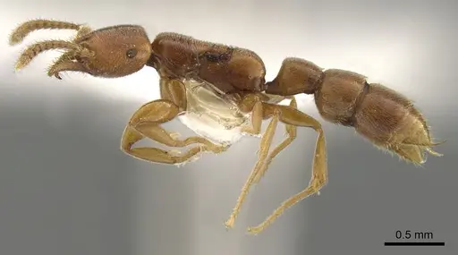 Xymmer muticus specimen CASENT0900332 image casent0900332_4