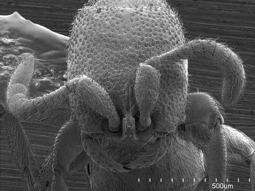 Yunodorylus doryloides specimen ANTWEB1008510 image antweb1008510_1