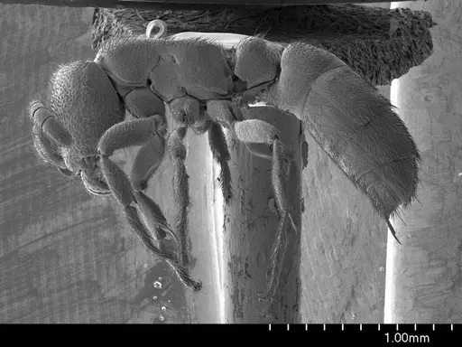 Yunodorylus doryloides specimen ANTWEB1008510 image antweb1008510_2