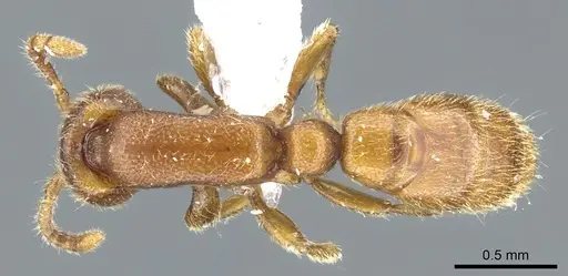 Yunodorylus doryloides specimen CASENT0902717 image casent0902717_1