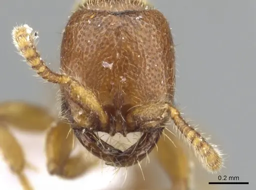 Yunodorylus doryloides specimen CASENT0902717 image casent0902717_2