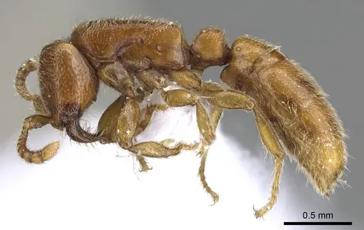 Yunodorylus doryloides specimen CASENT0902717 image casent0902717_3