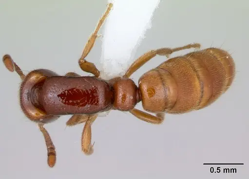 Yunodorylus eguchii specimen CASENT0173071 image casent0173071_1