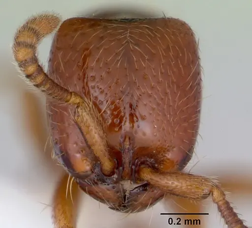 Yunodorylus eguchii specimen CASENT0173071 image casent0173071_2