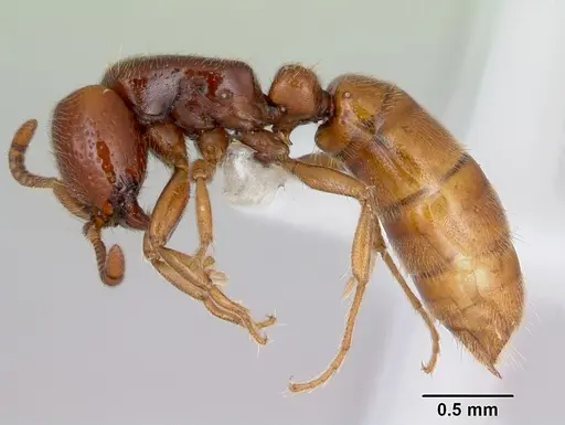 Yunodorylus eguchii specimen CASENT0173071 image casent0173071_3