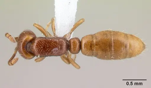 Yunodorylus eguchii specimen CASENT0217033 image casent0217033_1