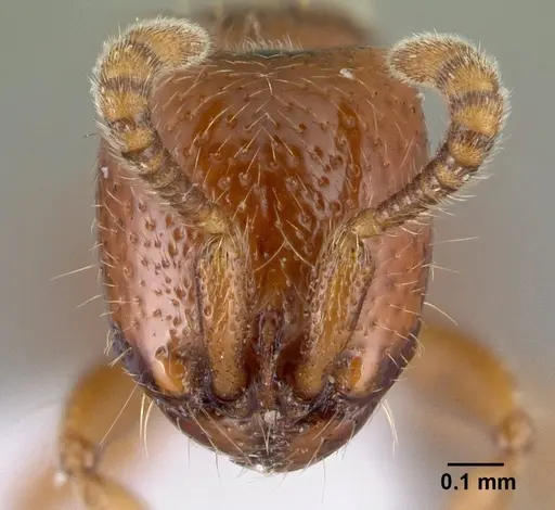Yunodorylus eguchii specimen CASENT0217033 image casent0217033_2