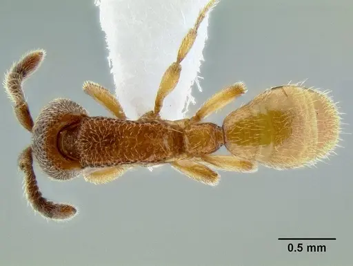Yunodorylus paradoxus specimen CASENT0106182 image casent0106182_1