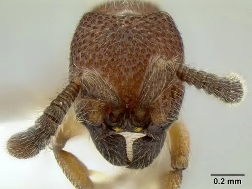 Yunodorylus paradoxus specimen CASENT0106182 image casent0106182_2