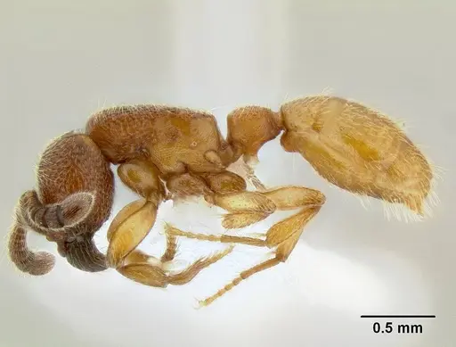 Yunodorylus paradoxus specimen CASENT0106182 image casent0106182_3