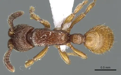 Yunodorylus paradoxus specimen CASENT0902716 image casent0902716_1