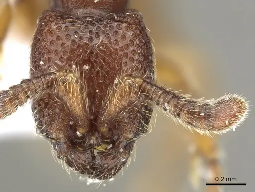 Yunodorylus paradoxus specimen CASENT0902716 image casent0902716_2
