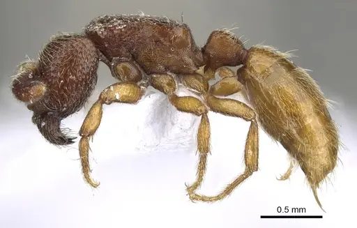 Yunodorylus paradoxus specimen CASENT0902716 image casent0902716_3