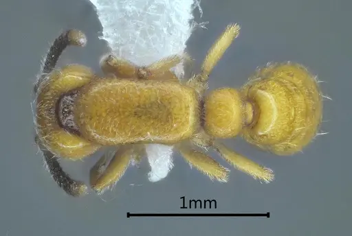 Yunodorylus sexspinus specimen ANTWEB1060527 image antweb1060527_1