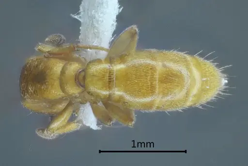 Yunodorylus sexspinus specimen ANTWEB1060527 image antweb1060527_2