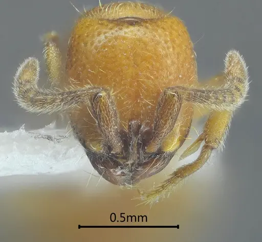 Yunodorylus sexspinus specimen ANTWEB1060527 image antweb1060527_3