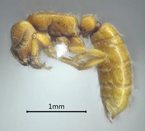 Yunodorylus sexspinus specimen ANTWEB1060527 image antweb1060527_4