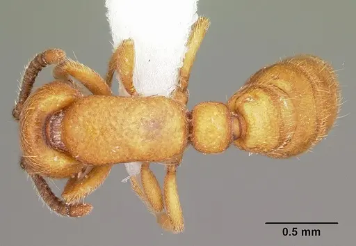 Yunodorylus sexspinus specimen CASENT0104984 image casent0104984_1