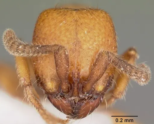 Yunodorylus sexspinus specimen CASENT0104984 image casent0104984_2