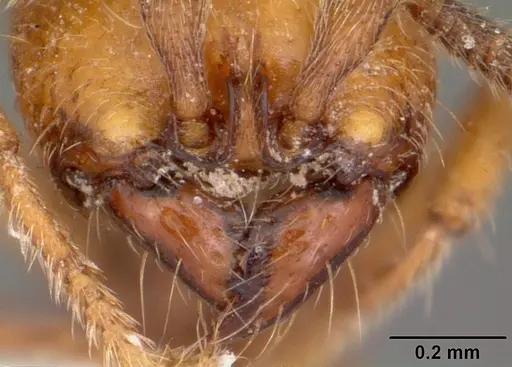 Yunodorylus sexspinus specimen CASENT0104984 image casent0104984_3