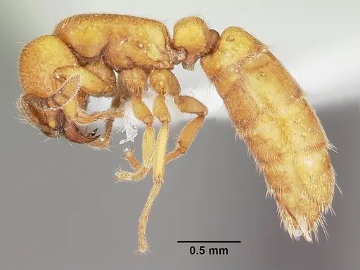 Yunodorylus sexspinus specimen CASENT0104984 image casent0104984_4
