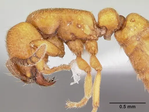 Yunodorylus sexspinus specimen CASENT0104984 image casent0104984_5