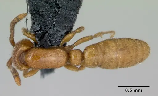 Yunodorylus sexspinus specimen CASENT0173069 image casent0173069_1