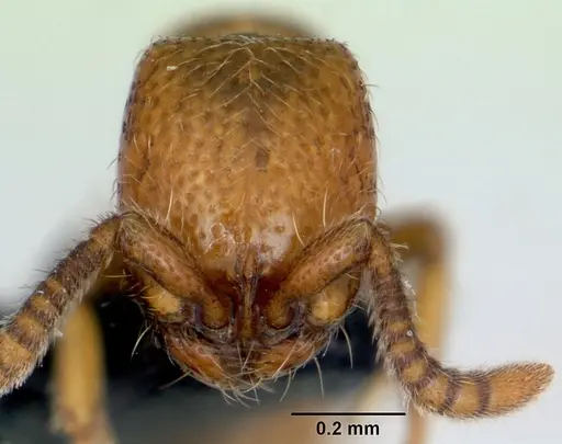 Yunodorylus sexspinus specimen CASENT0173069 image casent0173069_2