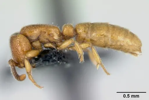 Yunodorylus sexspinus specimen CASENT0173069 image casent0173069_3