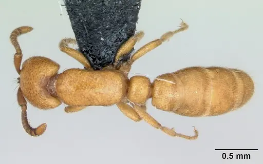 Yunodorylus sexspinus specimen CASENT0173070 image casent0173070_1