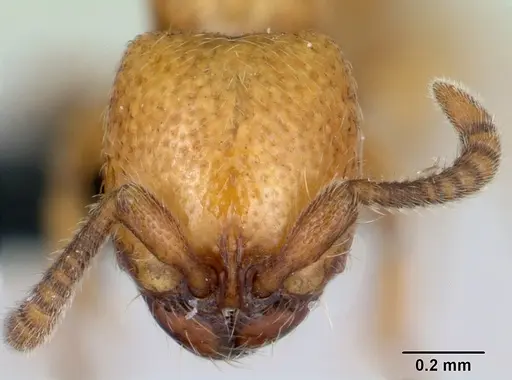 Yunodorylus sexspinus specimen CASENT0173070 image casent0173070_2