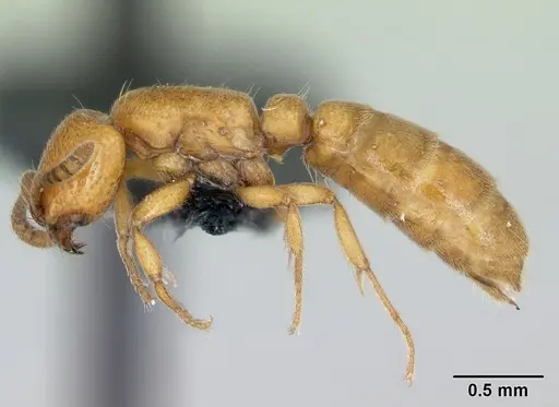 Yunodorylus sexspinus specimen CASENT0173070 image casent0173070_3