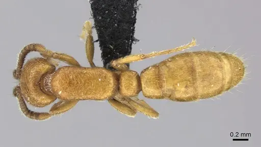 Yunodorylus sexspinus specimen CASENT0235338 image casent0235338_1