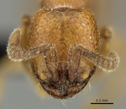 Yunodorylus sexspinus specimen CASENT0235338 image casent0235338_2